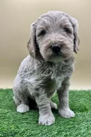 Champagne, a male Miniature Goldendoodle for sale in Hendersonville, NC – Photo 5 of 5