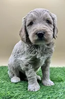 Champagne, a male Miniature Goldendoodle for sale in Hendersonville, NC – Photo 3 of 5