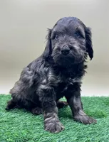 Hickory, a female Miniature Goldendoodle for sale in Hendersonville, NC – Photo 3 of 5