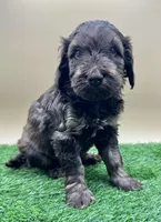 Hickory, a female Miniature Goldendoodle for sale in Hendersonville, NC – Photo 2 of 5