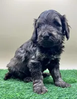 Hickory, a female Miniature Goldendoodle for sale in Hendersonville, NC – Photo 4 of 5