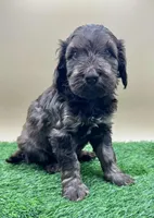 Hickory, a female Miniature Goldendoodle for sale in Hendersonville, NC – Photo 1 of 5