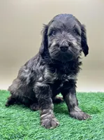 Hickory, a female Miniature Goldendoodle for sale in Hendersonville, NC – Photo 5 of 5