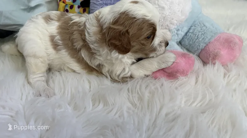 Male – Goldendoodle puppy for sale in Nashua, NH