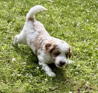 Male, a male Goldendoodle for sale in Nashua, NH – 4 of 4