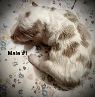 Male, a female Goldendoodle for sale in Nashua, NH – 2 of 3