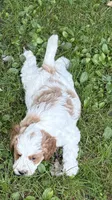 Male, a male Goldendoodle for sale in Nashua, NH – 2 of 2