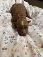 Puppy B, a female Goldendoodle for sale in Nashua, NH – 2 of 2
