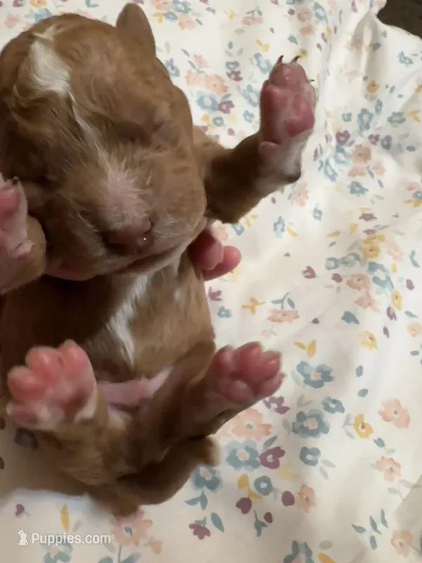 Male – Goldendoodle puppy for sale in Nashua, NH