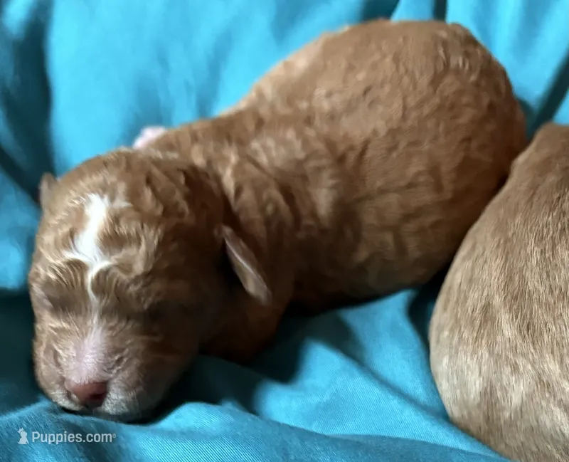Male – Goldendoodle puppy for sale in Nashua, NH