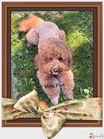 Male, a  Goldendoodle for sale in Nashua, NH – 5 of 7