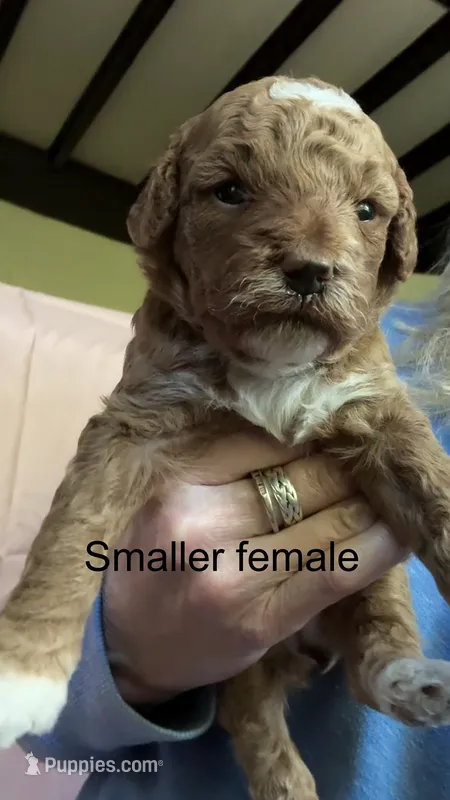 Female A – Goldendoodle puppy for sale in Nashua, NH