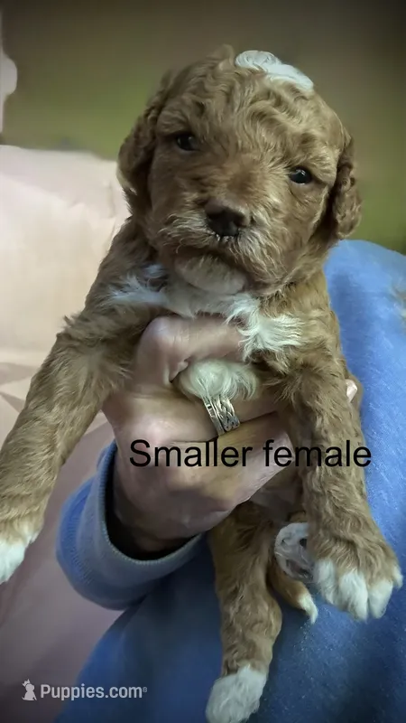 Female A – Goldendoodle puppy for sale in Nashua, NH
