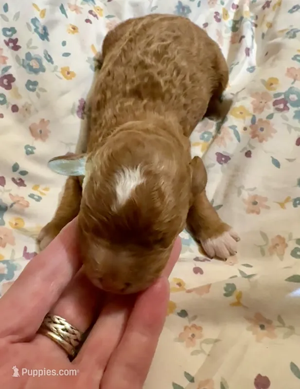 Puppy B – Goldendoodle puppy for sale in Nashua, NH