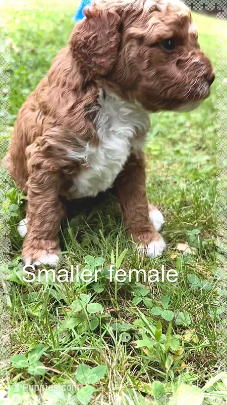 Female A – Goldendoodle puppy for sale in Nashua, NH