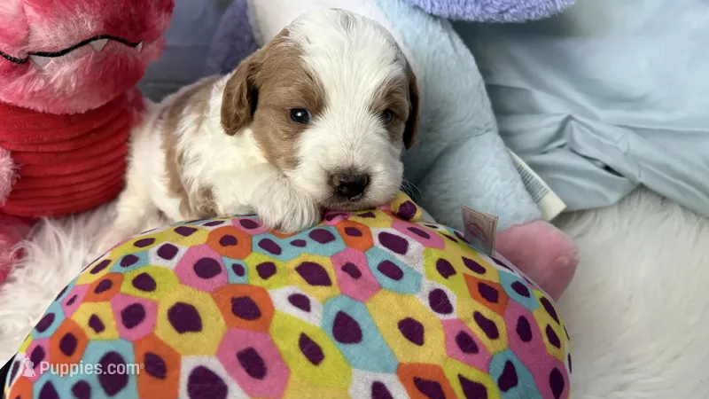 Male – Goldendoodle puppy for sale in Nashua, NH