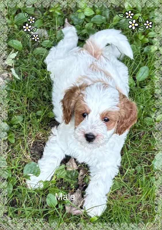 Male – Goldendoodle puppy for sale in Nashua, NH