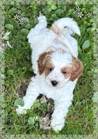 Male, a male Goldendoodle for sale in Nashua, NH – 1 of 2