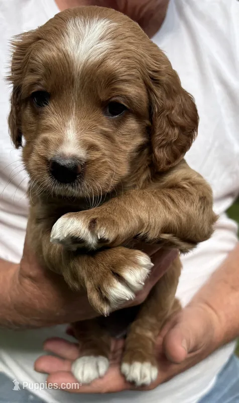 Female B  – Goldendoodle puppy for sale in Nashua, NH