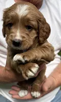 Female B , a female Goldendoodle for sale in Nashua, NH – 1 of 3