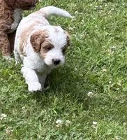 Male, a male Goldendoodle for sale in Nashua, NH – 2 of 4