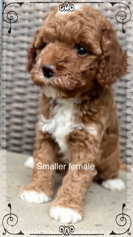 Female A – Goldendoodle puppy for sale in Nashua, NH