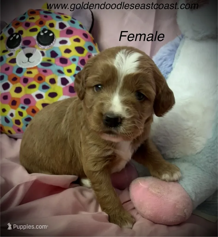 Female B  – Goldendoodle puppy for sale in Nashua, NH