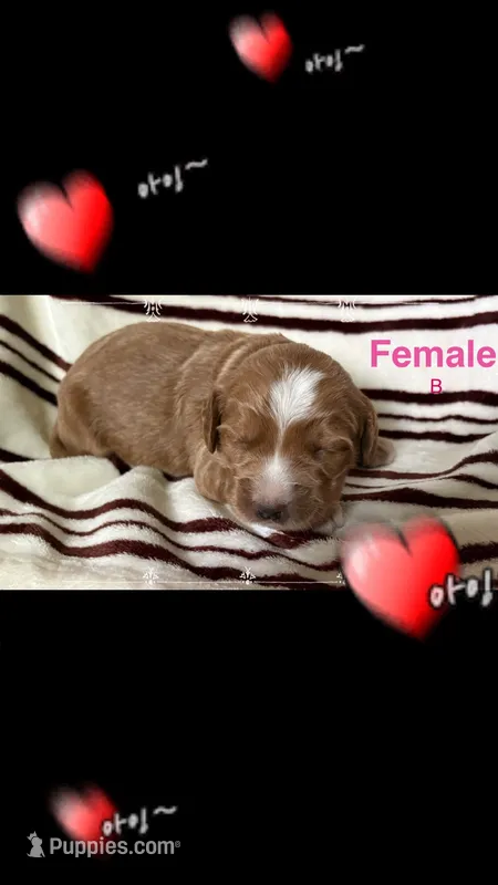 Female A – Goldendoodle puppy for sale in Nashua, NH