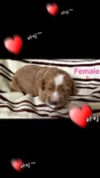 Female A, a female Goldendoodle for sale in Nashua, NH – 1 of 1
