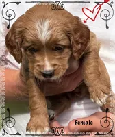 Female B , a female Goldendoodle for sale in Nashua, NH – 2 of 3