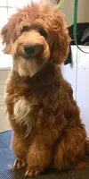 Male, a male Goldendoodle for sale in Nashua, NH – 3 of 3