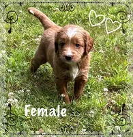 Female B , a female Goldendoodle for sale in Nashua, NH – 3 of 3