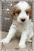 Male, a male Goldendoodle for sale in Nashua, NH – 1 of 4