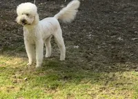 Binky , a female Goldendoodle for sale in Nashua, NH – 1 of 1