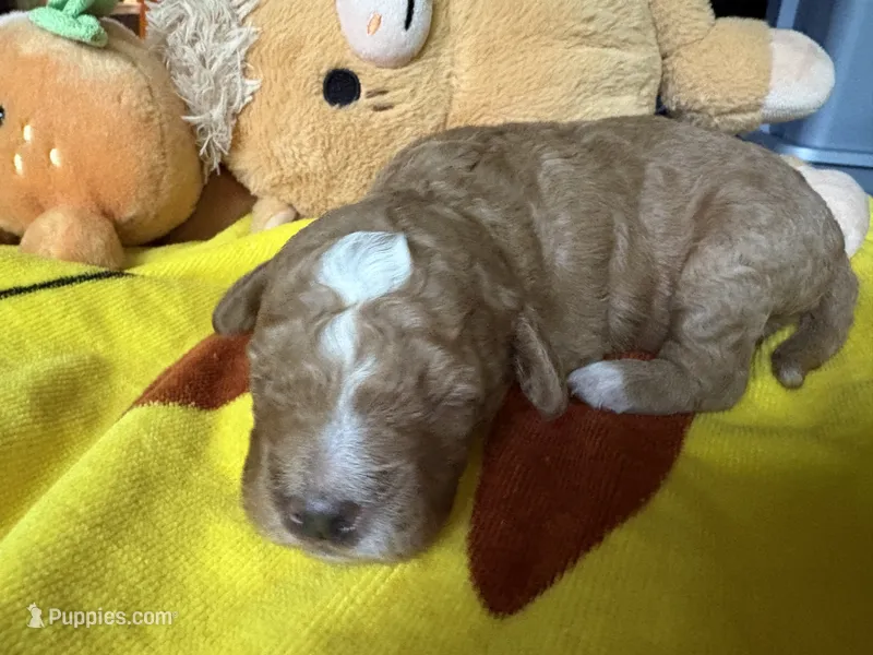 Puppy B – Goldendoodle puppy for sale in Nashua, NH