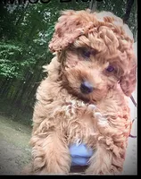 Male, a  Goldendoodle for sale in Nashua, NH – Photo 4 of 4