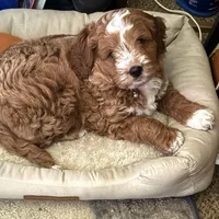 Male, a  Goldendoodle for sale in Nashua, NH – Photo 2 of 4