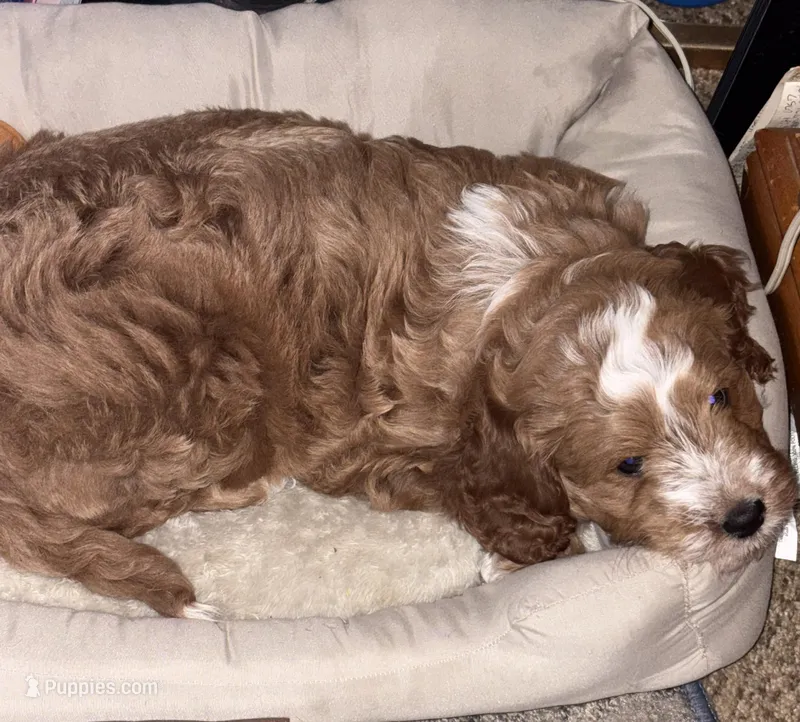 Male – Goldendoodle puppy for sale in Nashua, NH