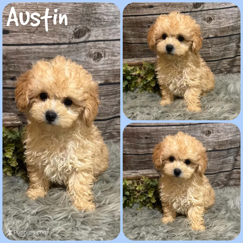 Austin – Maltipoo puppy for sale in Jacksonville, FL