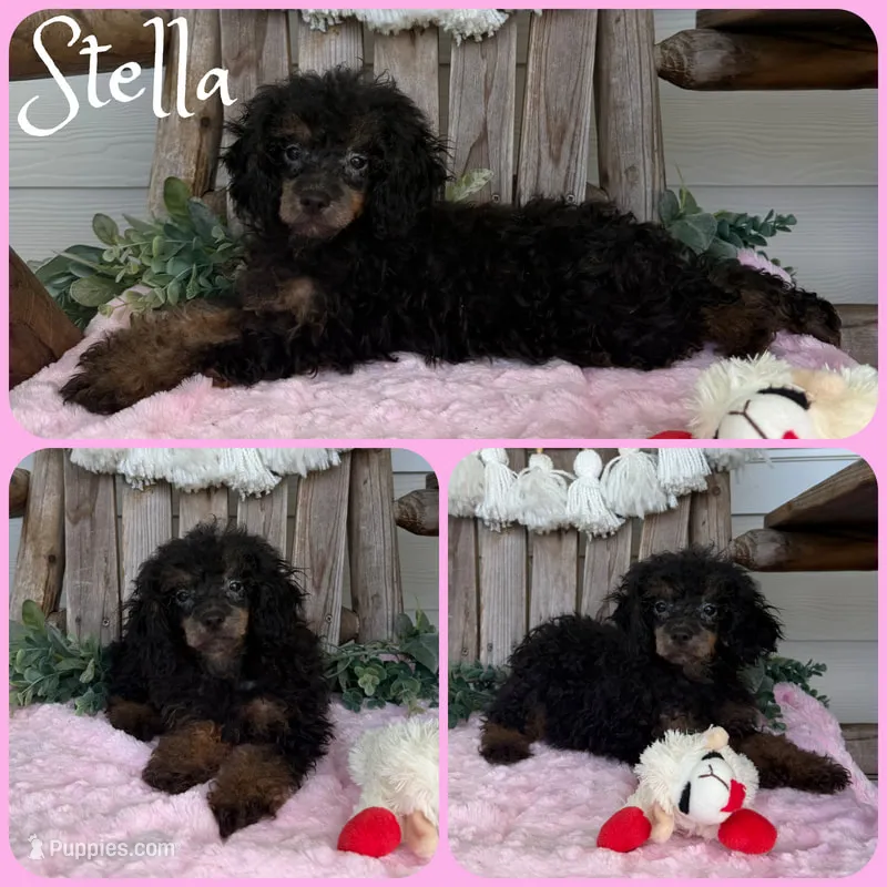 Stella – Poodle - Toy  puppy for sale in Jacksonville, FL