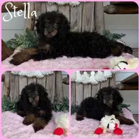 Stella, a female Poodle - Toy  for sale in Jacksonville, FL – 1 of 1