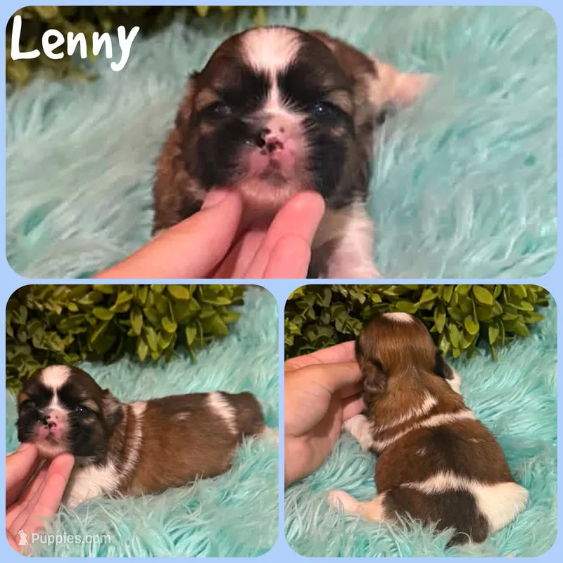Lenny – Shih Tzu puppy for sale in Jacksonville, FL