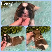 Lenny, a male Shih Tzu for sale in Jacksonville, FL – 1 of 1