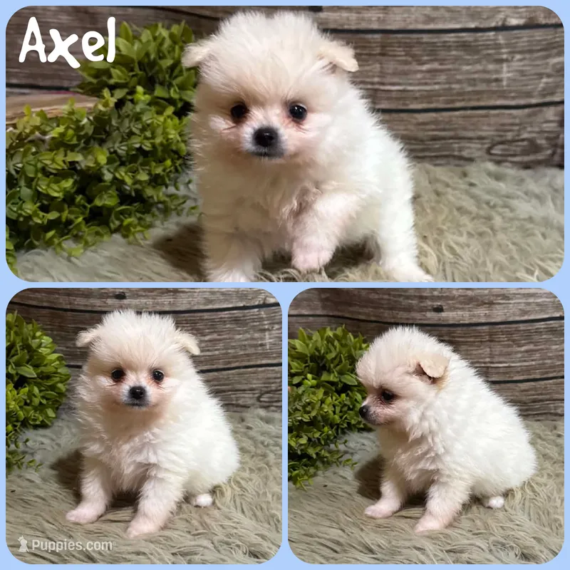 Axel – Pomeranian puppy for sale in Jacksonville, FL