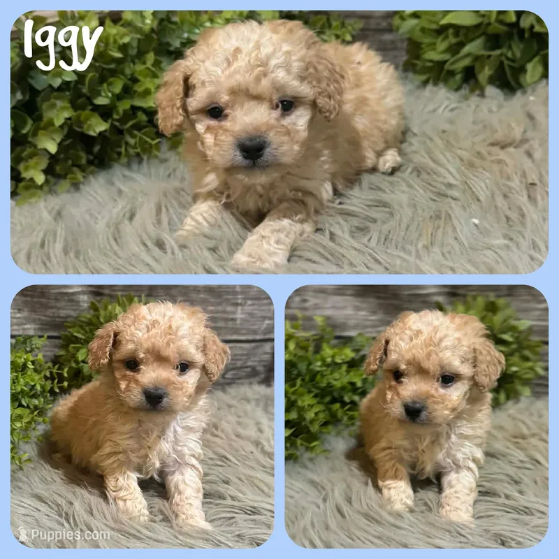 Iggy – Poodle - Toy  puppy for sale in Jacksonville, FL