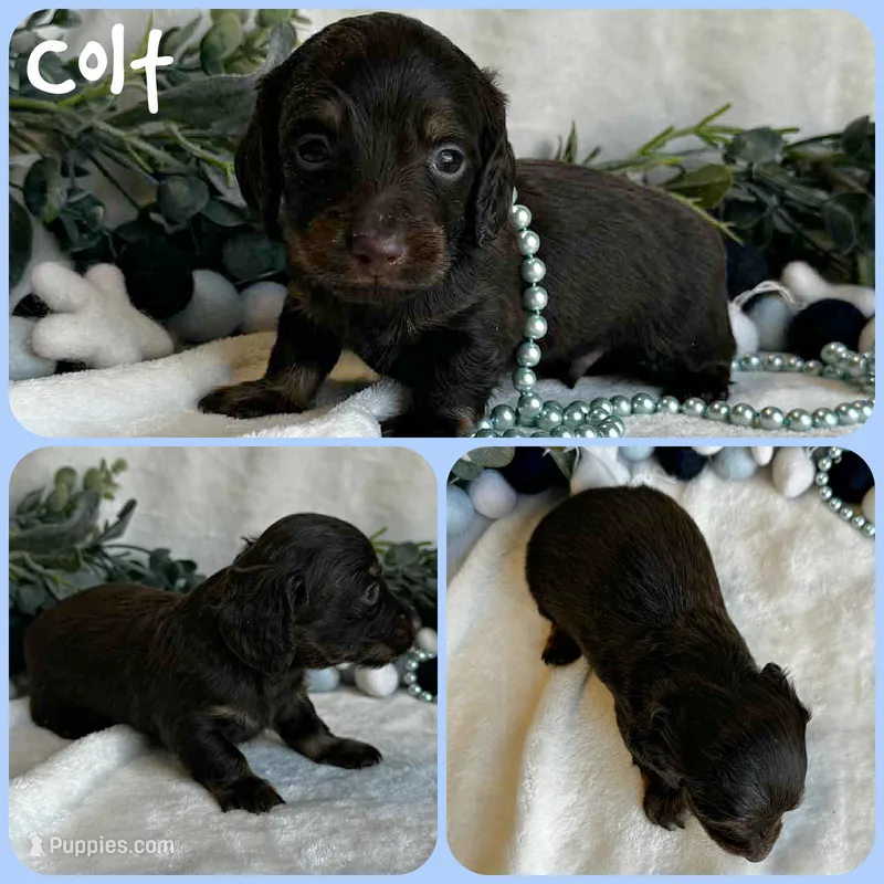 Colt