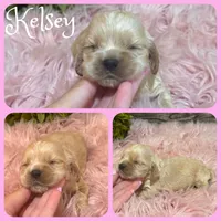 Kelsey, a female Cocker Spaniel for sale in Jacksonville, FL – 1 of 1