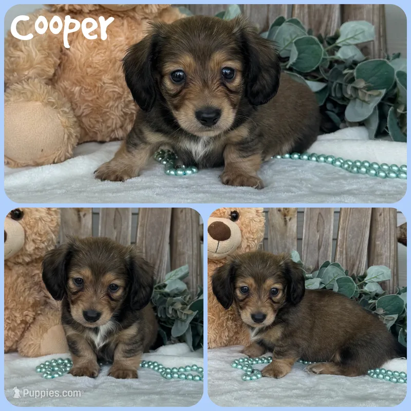 Cooper – Miniature Dachshund puppy for sale in Jacksonville, FL