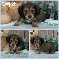 Cooper, a male Miniature Dachshund for sale in Jacksonville, FL – 1 of 1