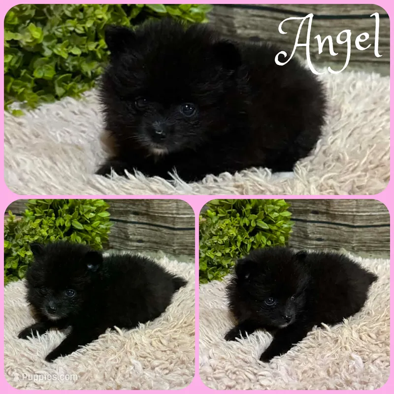 Angel – Pomeranian puppy for sale in Jacksonville, FL